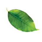 leaf-img