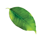 leaf-img