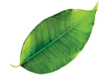 leaf-img