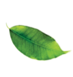 leaf-img
