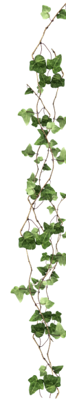 leaf-img